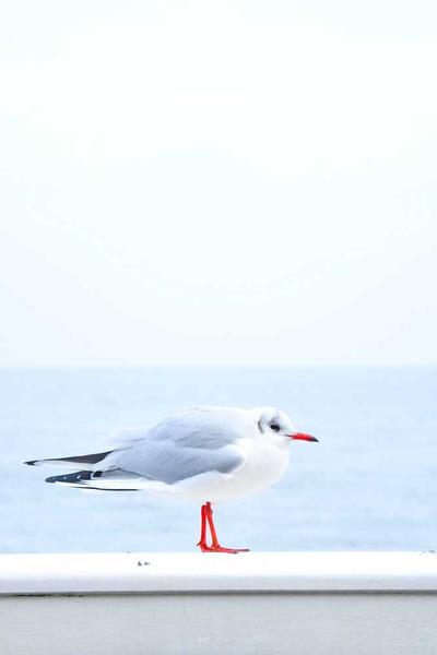 こうた